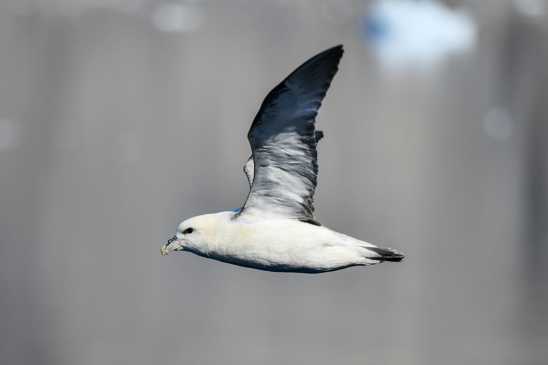 Cap sur la région de Thulé 