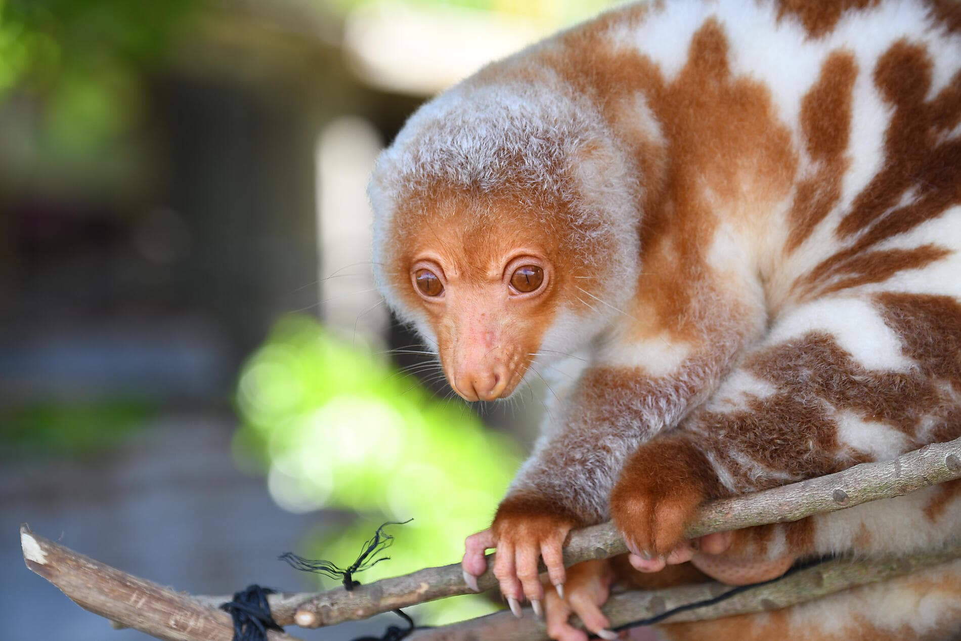Escapade au cœur de la Mélanésie 