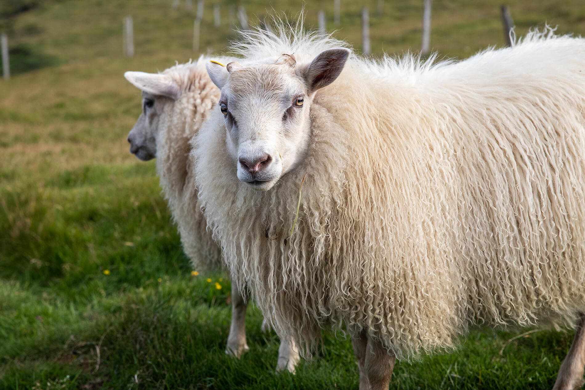 Mosaïque islandaise 