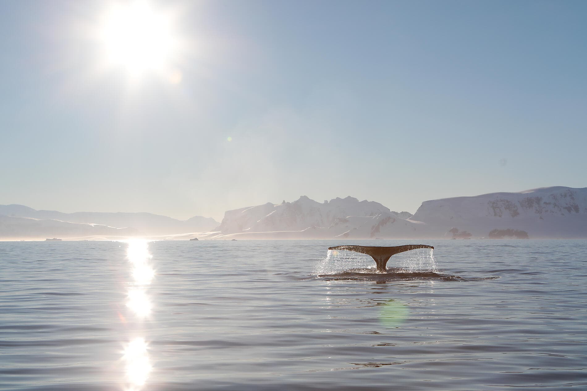 Au cœur des glaces de l'Arctique, du Svalbard au Groenland 