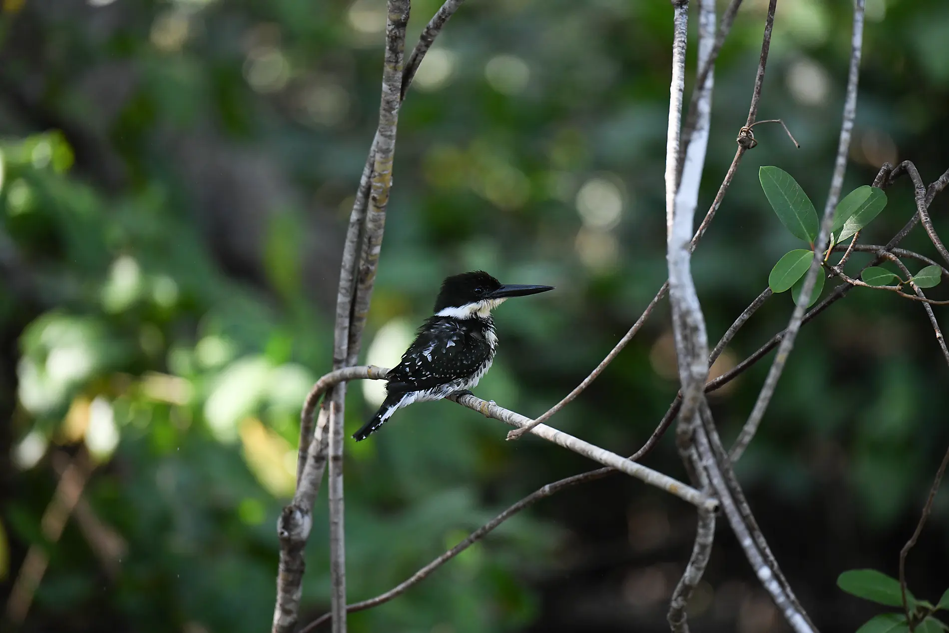 De la beauté sauvage du Panama aux rivages péruviens 