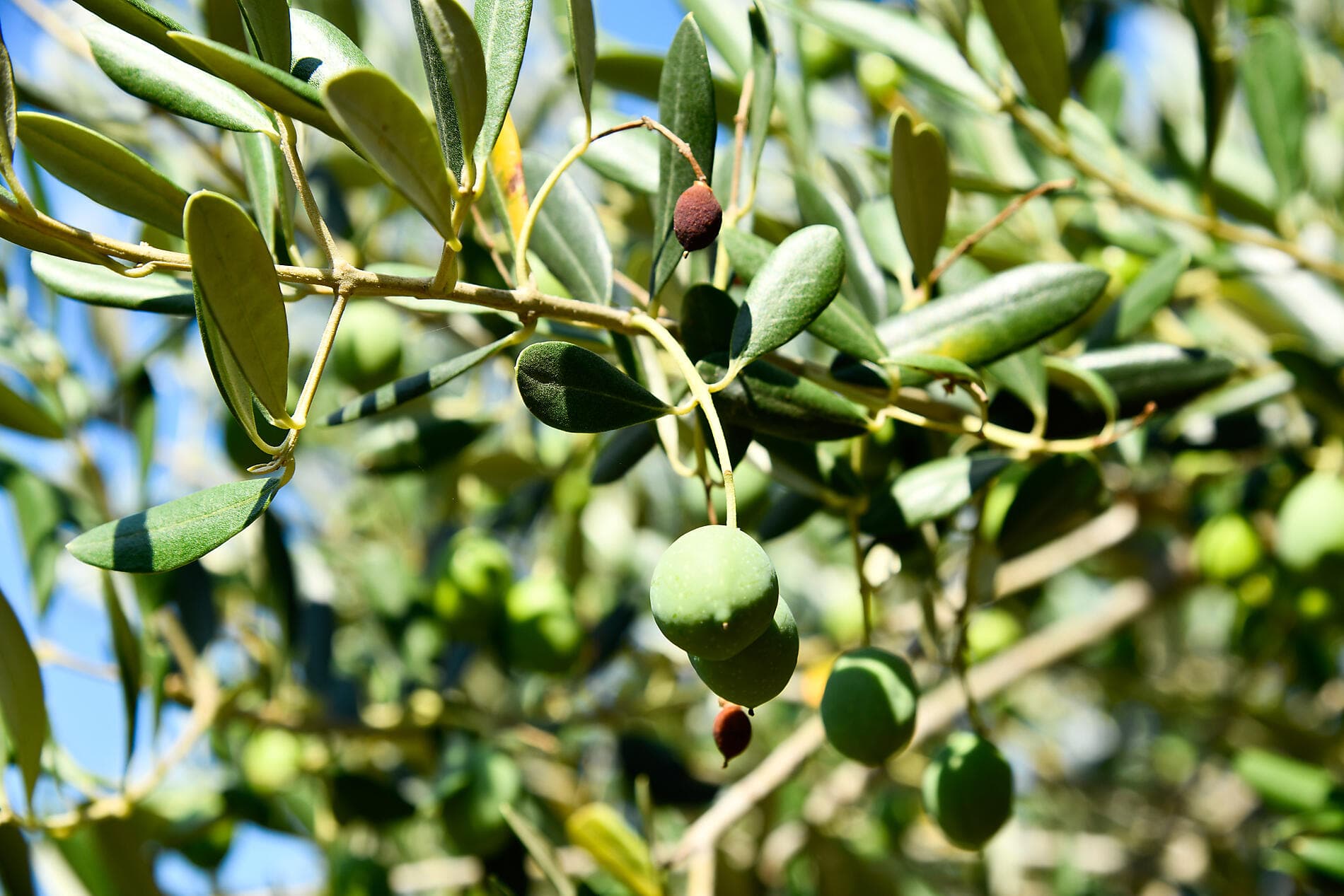 Îles paisibles et trésors antiques de Méditerranée  