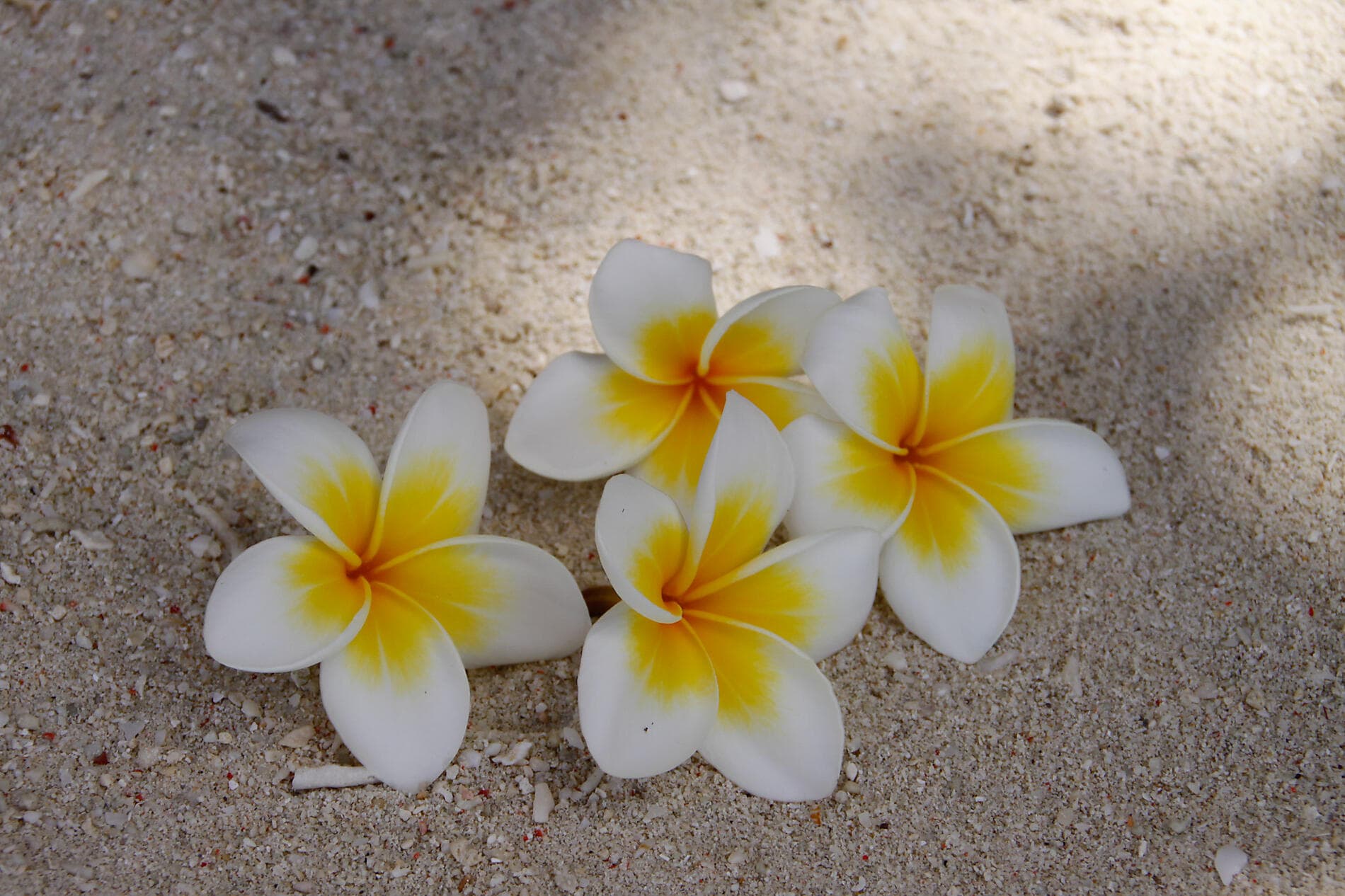 Joyaux et mystères des Philippines et de Bornéo 