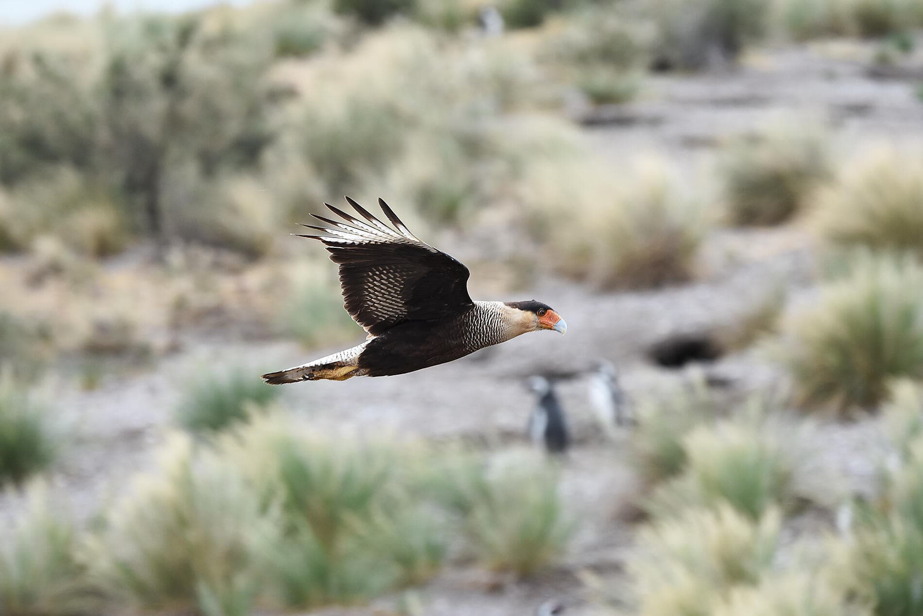 Falkland, Géorgie du Sud & péninsule Valdés : au cœur du monde sauvage 