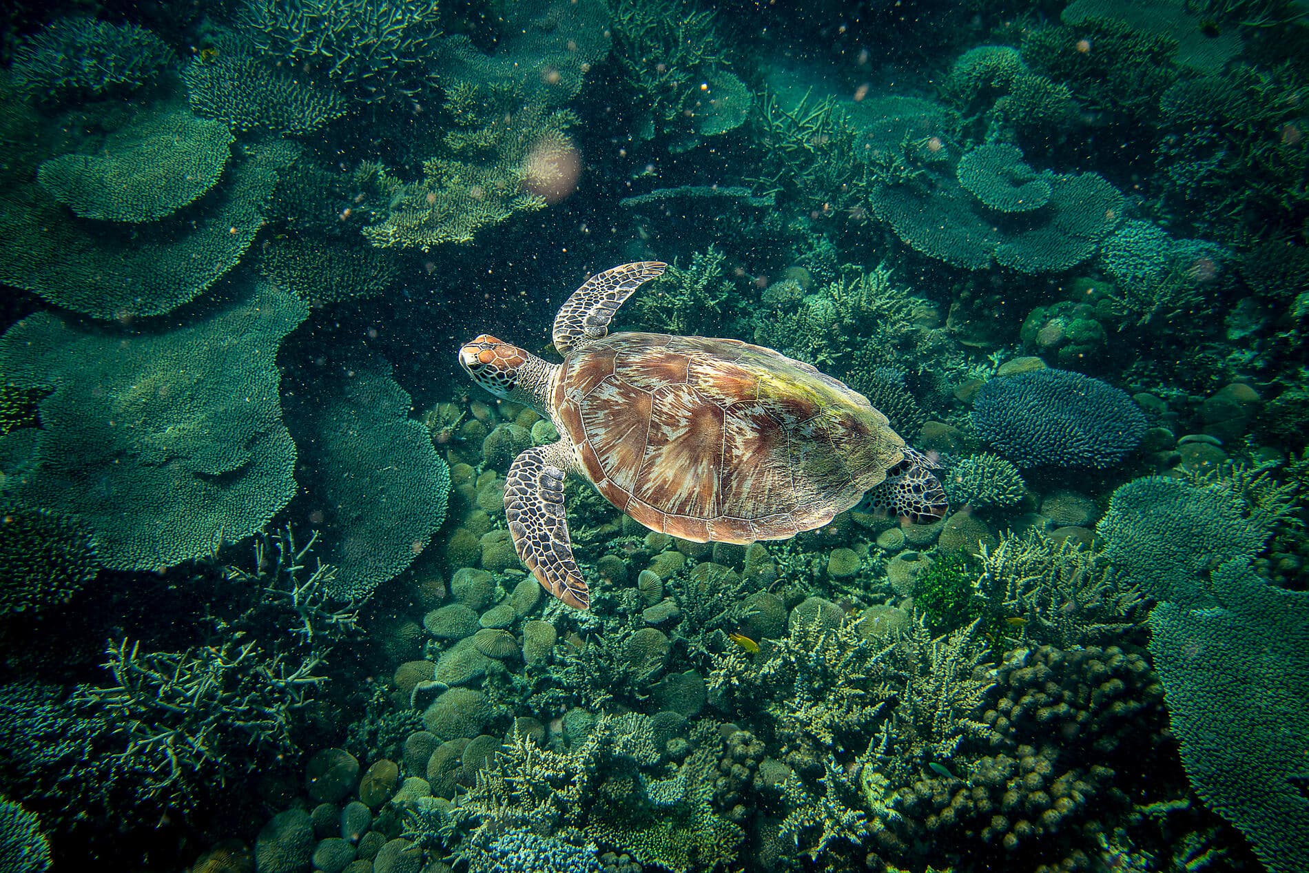 Afrique du Sud et Madagascar 