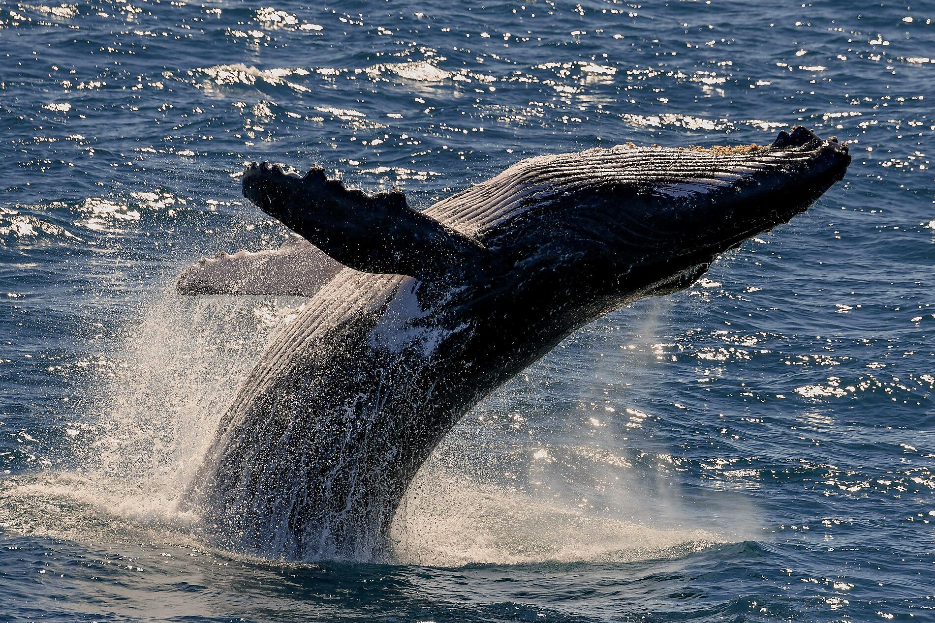 Humpback Whale_Lacepede Islands_Kimberley_Australia@Studio Ponant_Laure Patricot.jpg