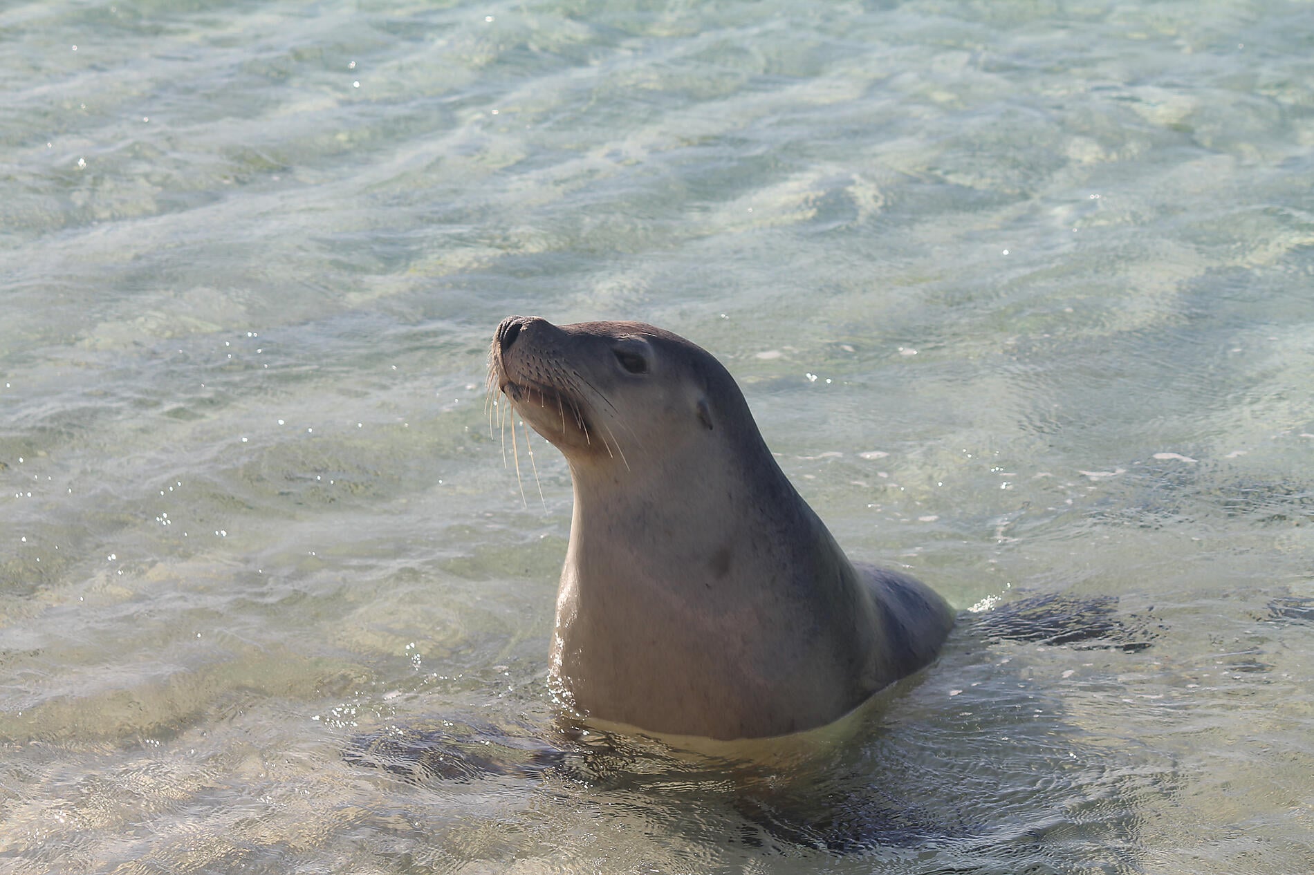 Jurien Bay Marine Park - Australian Sea Lion © Jamie Van Jones.jpg