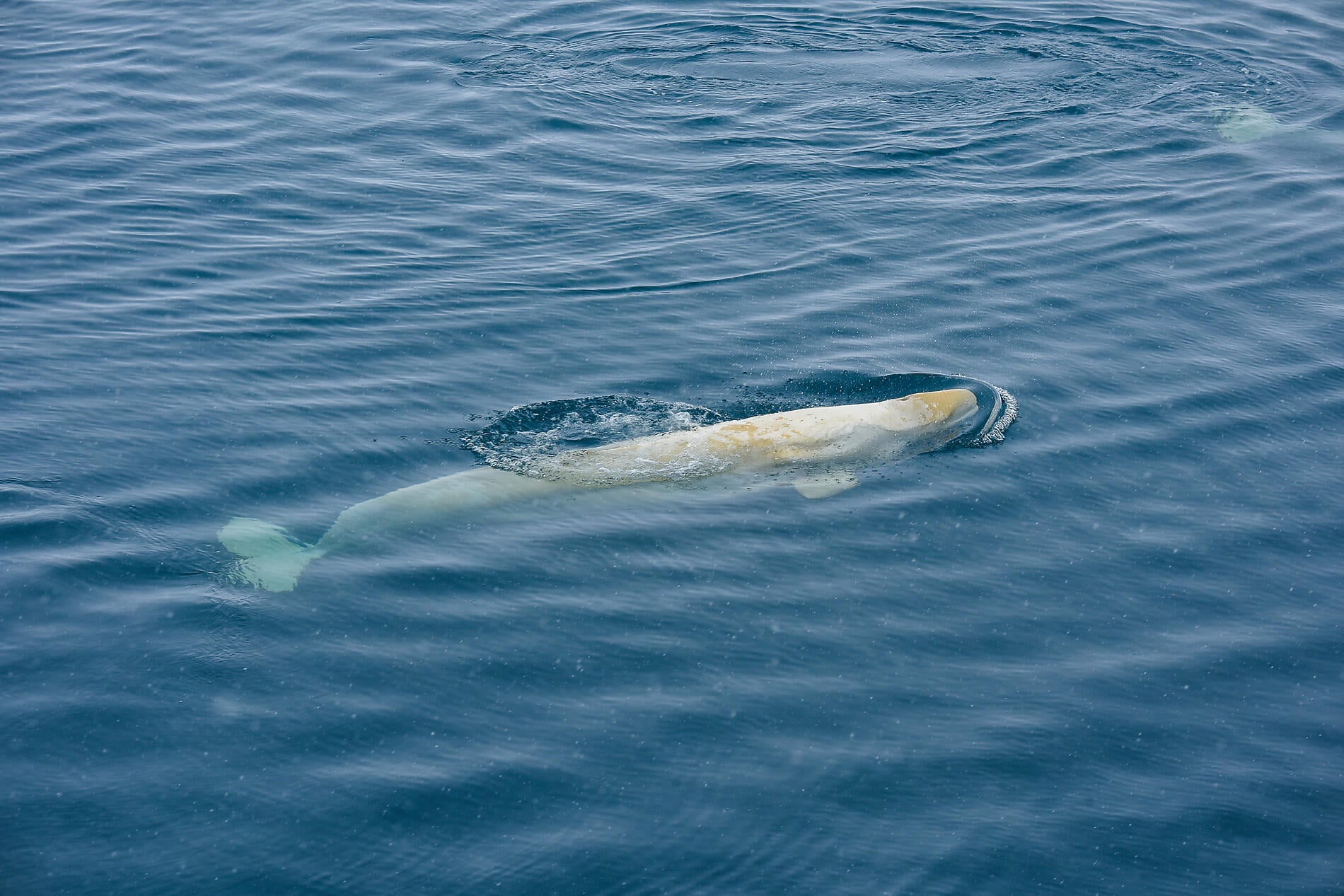 32_A160619_Longyearbyen-Longyearbyen©StudioPONANT-Noemie Watel.JPEG