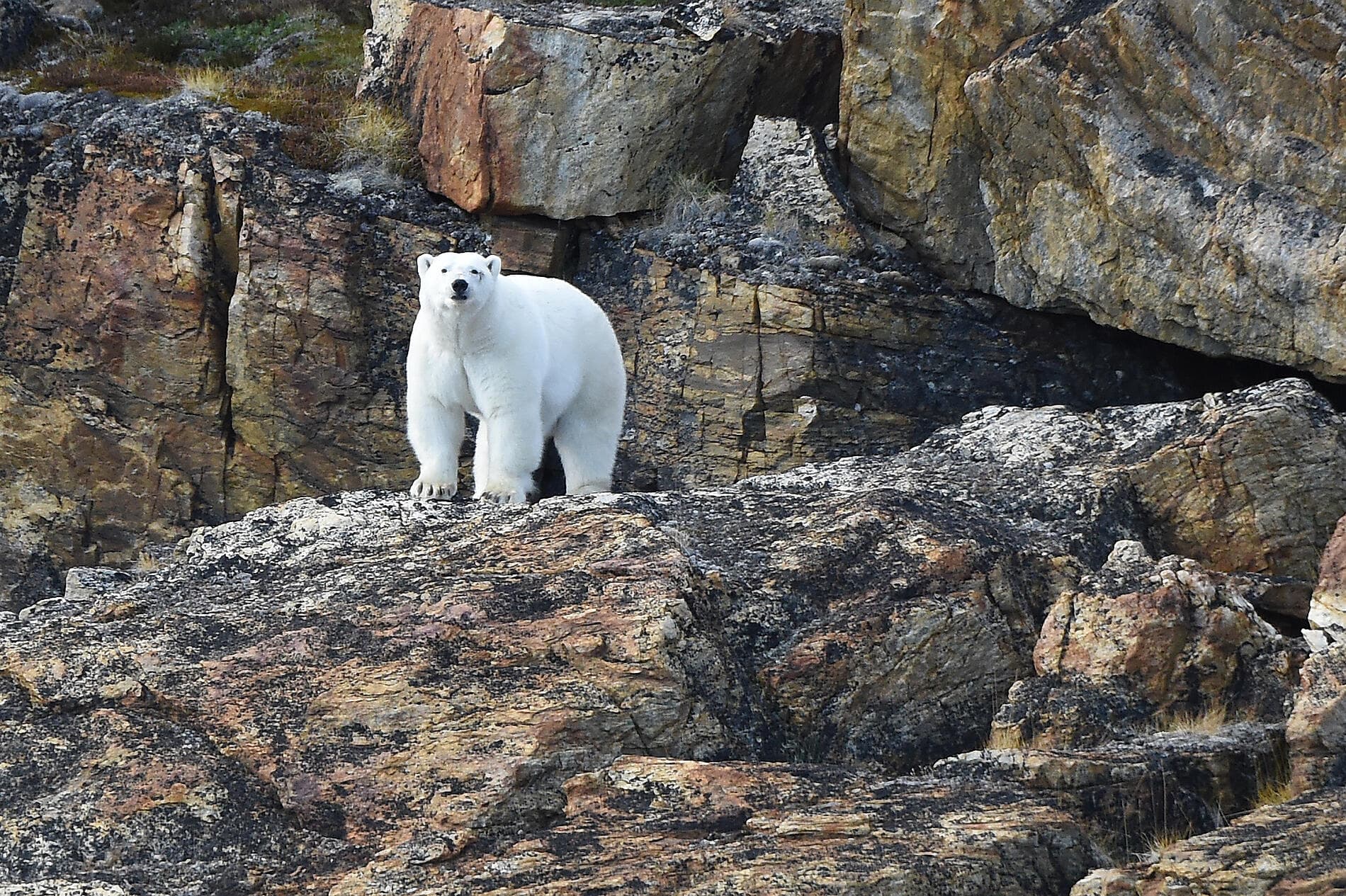 Les secrets de la mer de Baffin